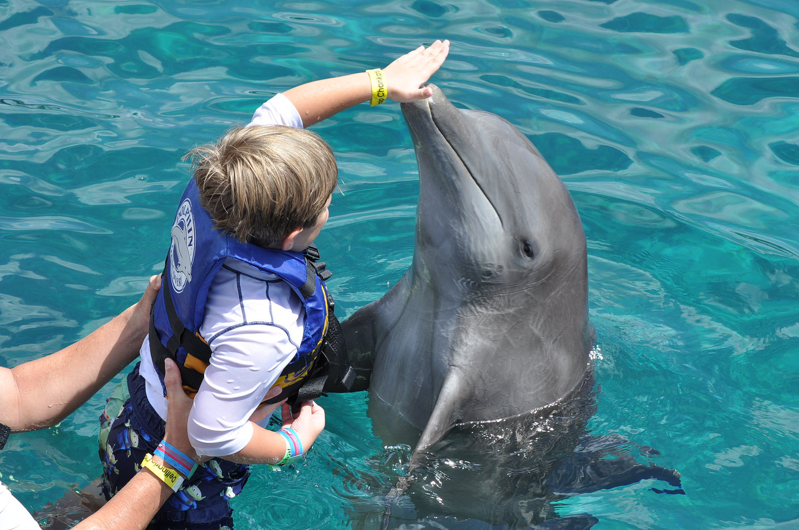 is-it-cruel-to-swim-with-the-dolphins-minitime