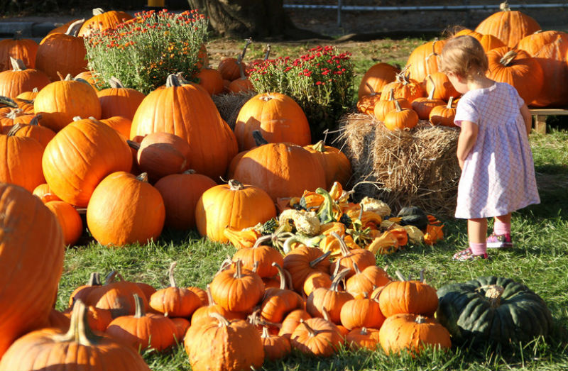 Fall for Families Top Harvest Festivals Out West MiniTime